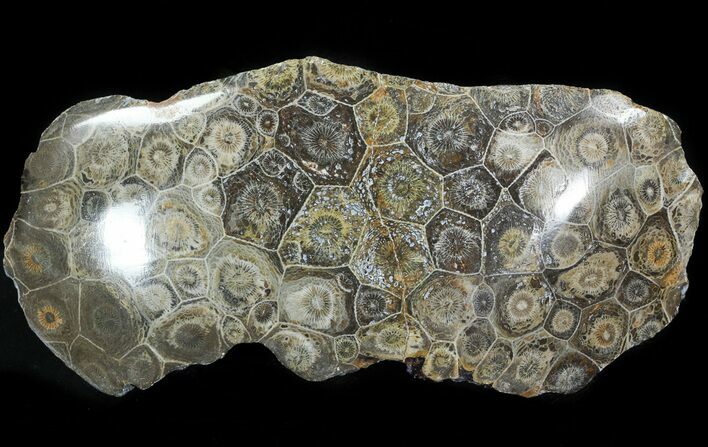 Polished Fossil Coral Head - Morocco #44927